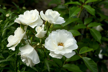Flower of white Rose in the summer garden. White Roses with shallow depth of field.
