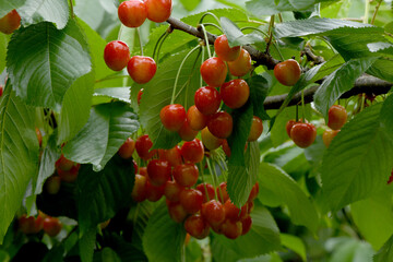Ripe pink cherries hanging from cherry tree branch. Harvest sweet cherries on tree.