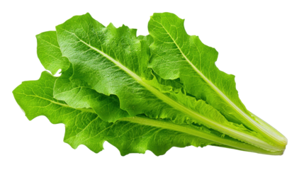 Fresh green lettuce leaves isolated on transparent background with natural texture and veins