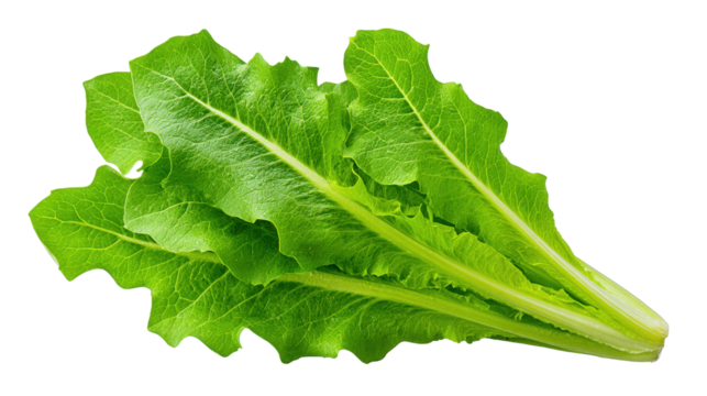 Fresh green lettuce leaves isolated on transparent background with natural texture and veins
