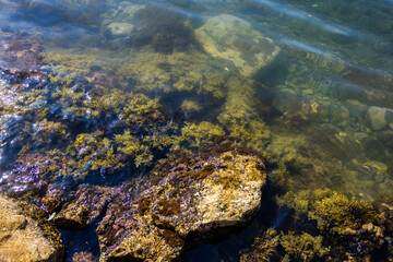 Clear coastal water with submerged algae and colorful rocks. Marine textures, biodiversity, and natural coastal ecosystem