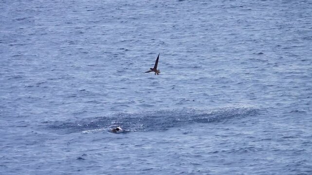 Tropical seas. Views of the Bali Sea from the ship in winter,summer in the southern hemisphere. Indonesia. Brown booby (Sula leucogaster) catches flying fish (adonis)
