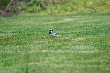 The bird Motacilla alba lugens walks on the lawn