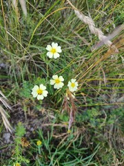 Gelbe Blume