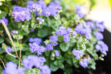 Obraz premium Purple floss flowers blooming in sunlight. Garden flora, seasonal color, and vibrant landscaping with summer blossoms.