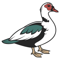 A muscovy duck with white plumage and red face stands on a white background