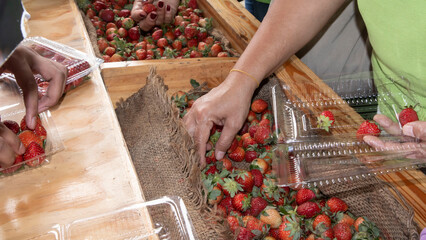 Strawberries after harvest