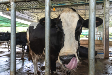 Close up black and white cow face in animal husbandry farm