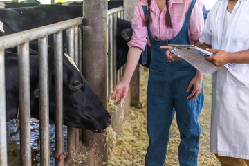 Cow farm worker woman feeding food to cows in cowshed