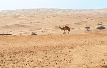 Desert landscape featuring Middle Eastern camels in the Wahiba Sands of Oman.
