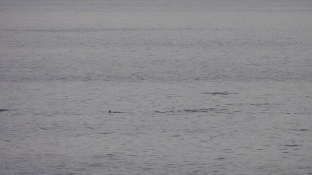 A flock of dolphins frolic in the waters of the Flores Sea near the island of Sulawesi