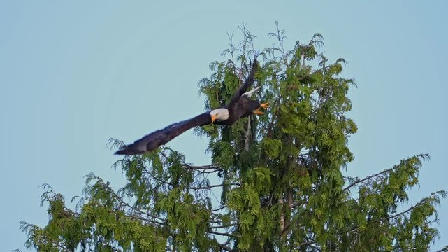 bald eagle glides in to catch a fish in slow motion