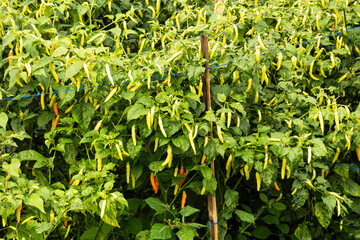 chili trees that bear abundant fruit