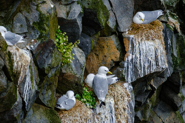 Cliffs of Iceland showcase nesting seabirds in their natural habitat during summer