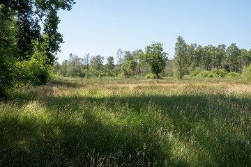 Lush meadow flourishing in the heart of untouched nature