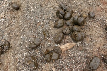 A new lump of cow dung fell to the ground.