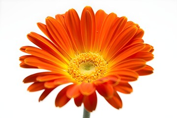 Vibrant orange gerbera daisy flower closeup
