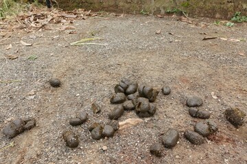 A new lump of cow dung fell to the ground.