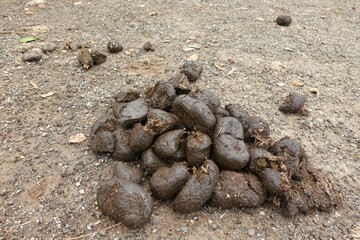 A new lump of cow dung fell to the ground.