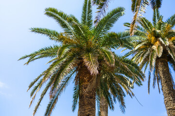Palm trees against clear blue sky. Tropical foliage, summer atmosphere, and exotic nature scene.