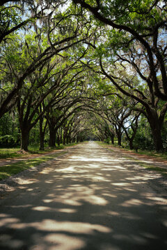 Savannah and its massive trees covering the road