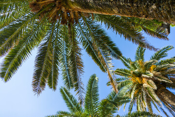 Palm trees against clear blue sky. Tropical foliage, summer atmosphere, and exotic nature scene.
