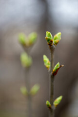 Young twigs of the tree are about to bloom in the spring. High quality photo