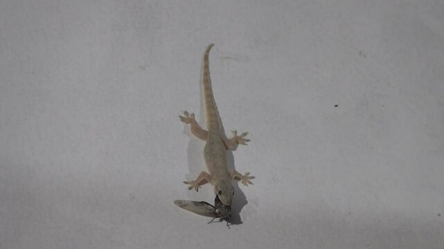 The gecko on the painted wall of the hotel is a typical tourist situation. As always, it's Hemidactylus frenatus - Common house gecko. Surabaya. Indonesia