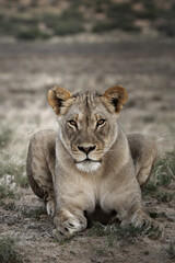The beauty a desert lioness  