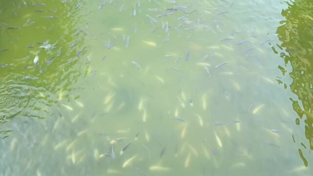 a group of yellow tilapia and koi fish in a large and spacious pond in a tourist park, the water is a bit dirty because there are lots of fish in it and because of exposure to the sun
