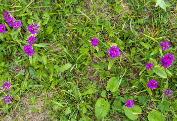Alpine meadows awakening from hibernation, exuberant flowering of plants, morning light