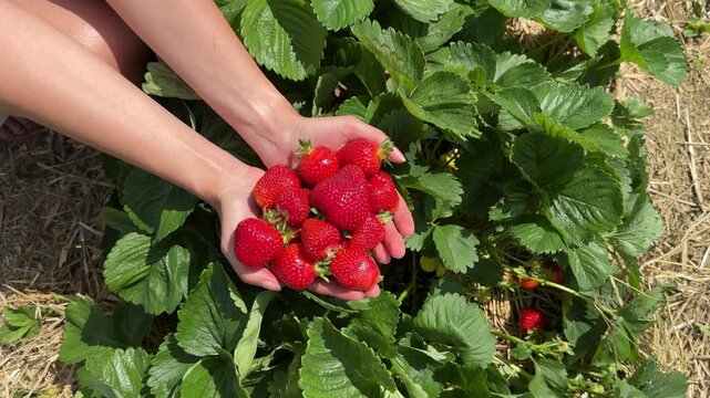 【おまとめ】STRAWBERRY-FIELDS 2点 Jordan's Farm in Cape Elizabeth closes strawberry fields for
