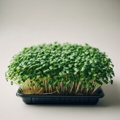 Fresh microgreen shoots growing in a black tray for healthy eating. Organic plant cultivation for healthy food production.