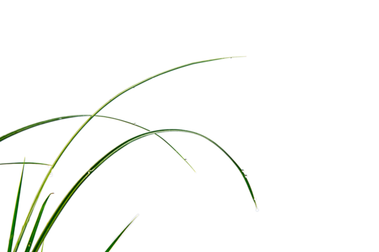 Juncaceae monocot green grass isolated png transparent