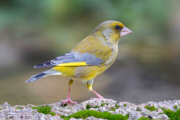 Verderon