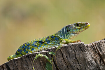 Lagarto ocelado ibérico
