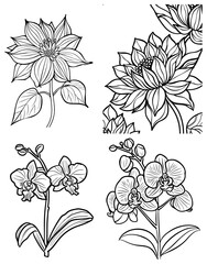 Four black and white flower drawings two dahlias and two orchids are arranged on a white background