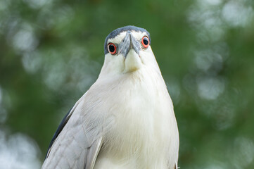 white and blue black-crowned night heron close up portrait with its red eyes staring directly at the viewer. 
