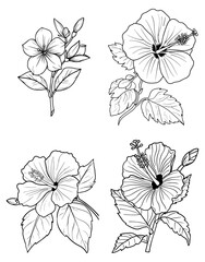 Fototapeta premium Four floral arrangements featuring hibiscus and smaller flowers drawn in black outline on a white background