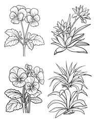 Four floral line drawings featuring pansies and bromeliads on a white background