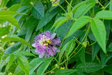 Bee collecting pollen on a flower