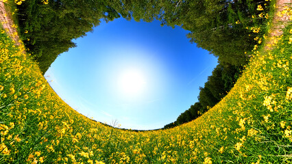 Blooming rapeseed field under bright blue sky with fluffy white clouds on a sunny day