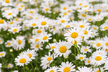 Cose up of blooming white daisies, chamomile with yellow centers growing in a lush meadow...
