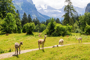 Group of alpacas grazing in green alpine meadow in Switzerland