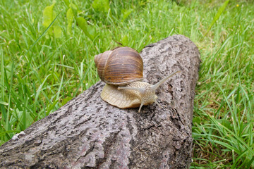  Grape snail crawls on the bark of a tree lying in the grass. Snail in its natural habitat.