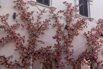 Phuket Old Town - Pink Roses