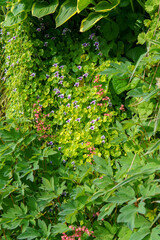 A vibrant vertical wall features a rich variety of plants and flowers, creating a lush and colorful...
