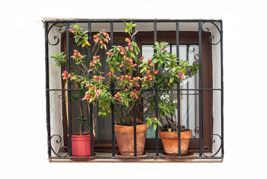 ventana con postigo de madera ,visillo blanco y rejas de hierro forjado de protecci&oacute;n con tres macetas de colores con plantas para decoraci&oacute;n