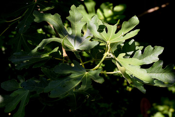 Nature background from close up of green fig leaf growing in a garden