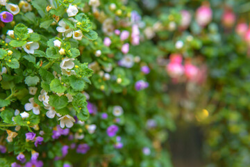 Delicate pink and white blossoms cluster softly, adding a gentle charm to any space. Their subtle hues and petite form create a sense of grace and tenderness.